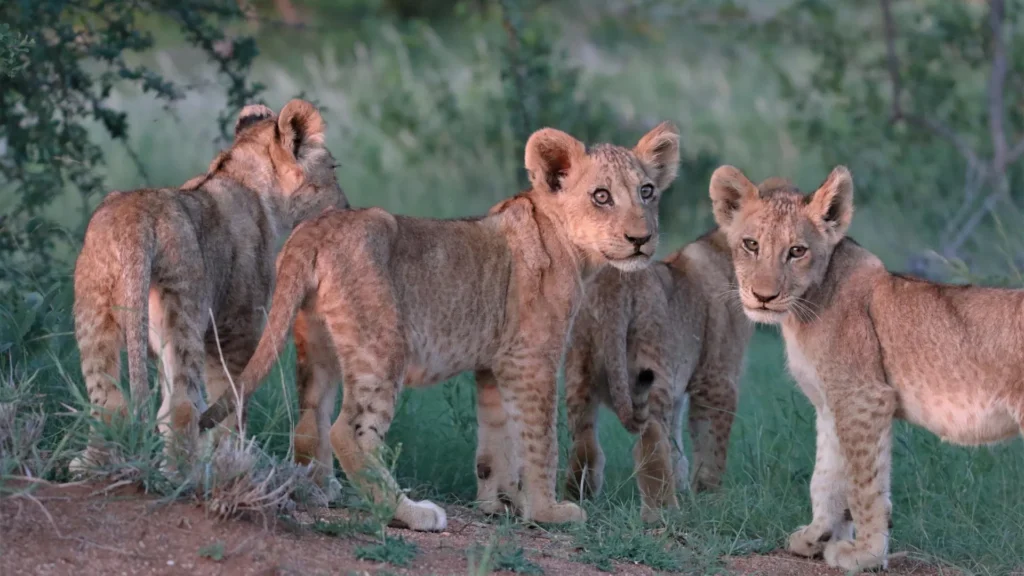 Klaserie Private Nature Reserve — Greater Kruger's Untamed Wilderness – Kruger National Park Klaserie Private Nature Reserve — Greater Kruger's Untamed Wilderness – Kruger National Park