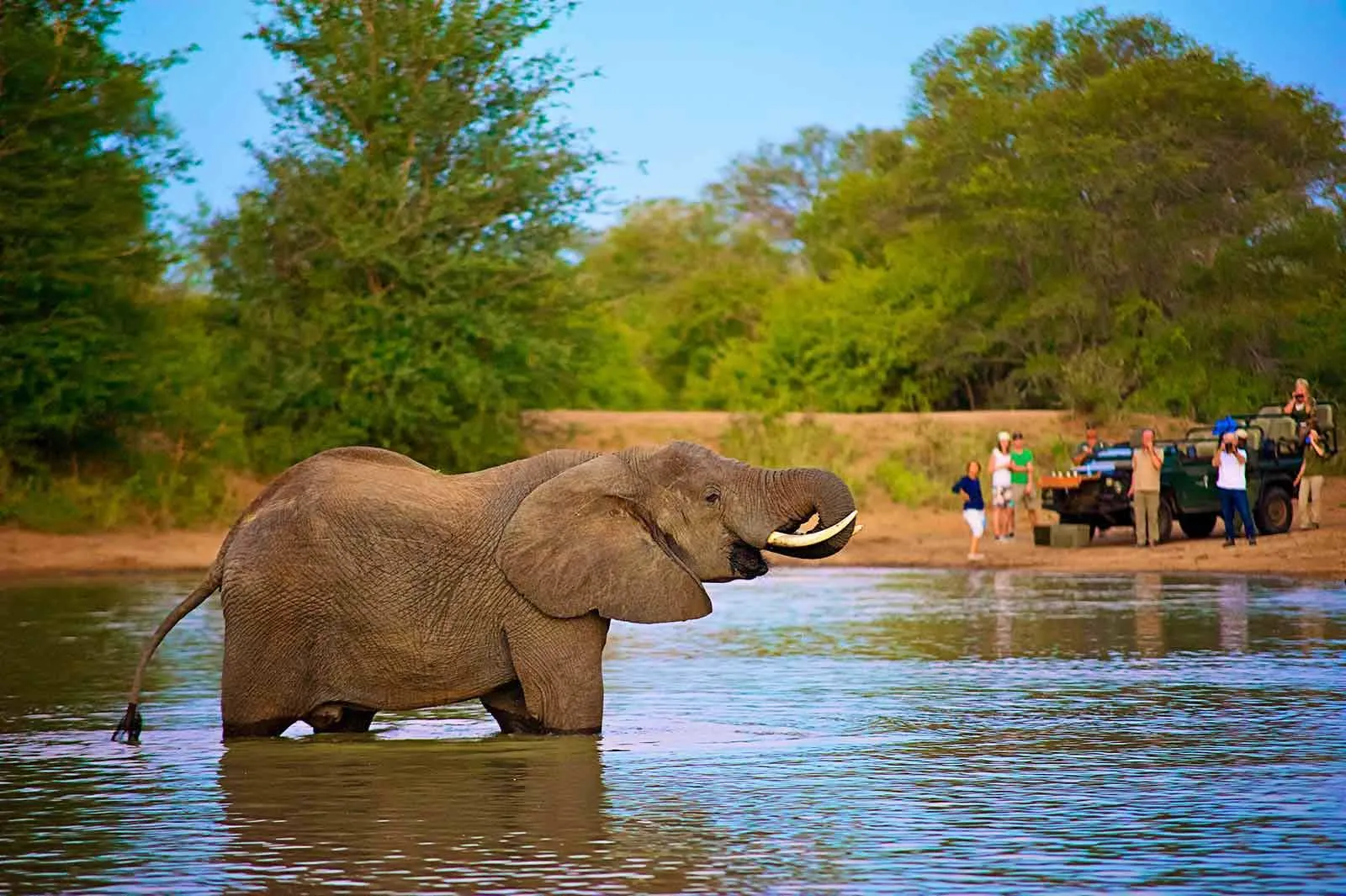 Wildlife safari in Klaserie Private Nature Reserve