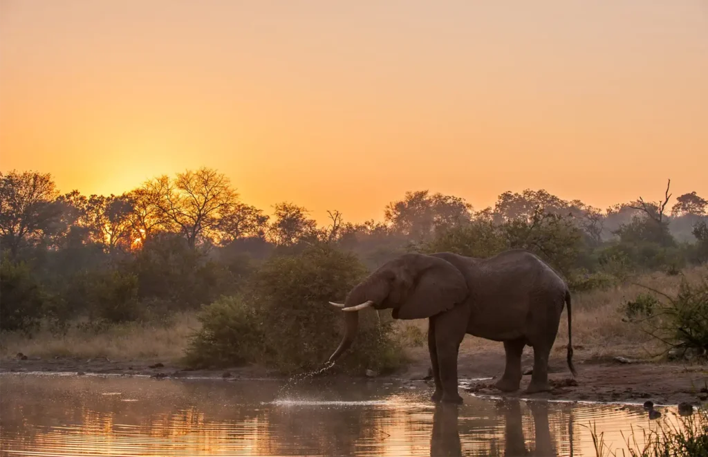 Balule Nature Reserve — Greater Kruger's Open Wilderness Reserve – Kruger National Park Balule Nature Reserve — Greater Kruger's Open Wilderness Reserve – Kruger National Park
