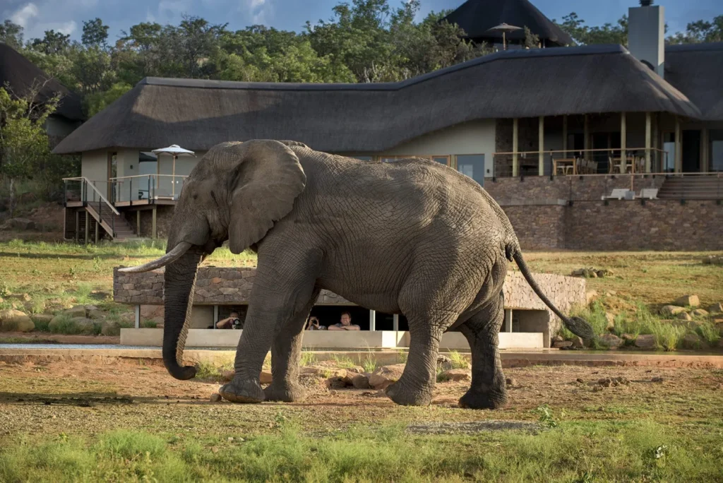 Welgevonden Game Reserve — Malaria-Free Big Five in the Waterberg – Kruger National Park Welgevonden Game Reserve — Malaria-Free Big Five in the Waterberg – Kruger National Park