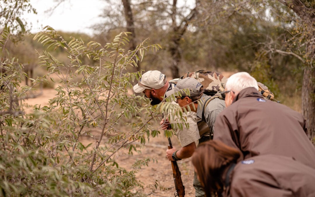 Best Activities & Experiences at Kruger National Park — What to Do on Safari