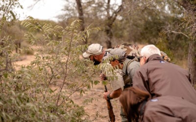 Blog – Kruger National Park Best Activities & Experiences at Kruger National Park — What to Do on Safari
