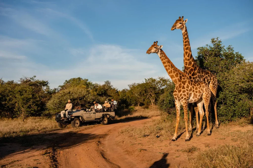 Kruger National Park Activities: Game Drives, Bush Walks, Night Drives & Wilderness Trails – Kruger National Park Kruger National Park Activities: Game Drives, Bush Walks, Night Drives & Wilderness Trails – Kruger National Park