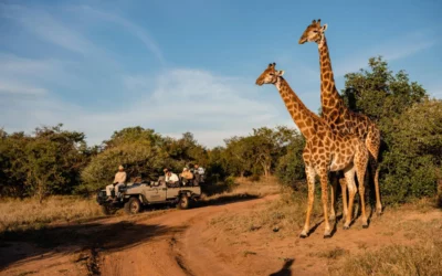 Blog – Kruger National Park The Complete Guide to Kruger National Park — Everything You Need to Know