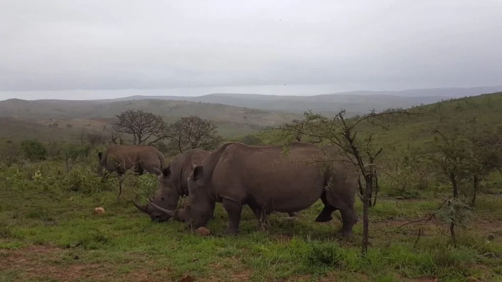Rhino Ridge Safari Lodge — Complete Safari Lodge Guide: Rates, Rooms & What to Expect – Kruger National Park Rhino Ridge Safari Lodge — Complete Safari Lodge Guide: Rates, Rooms & What to Expect – Kruger National Park